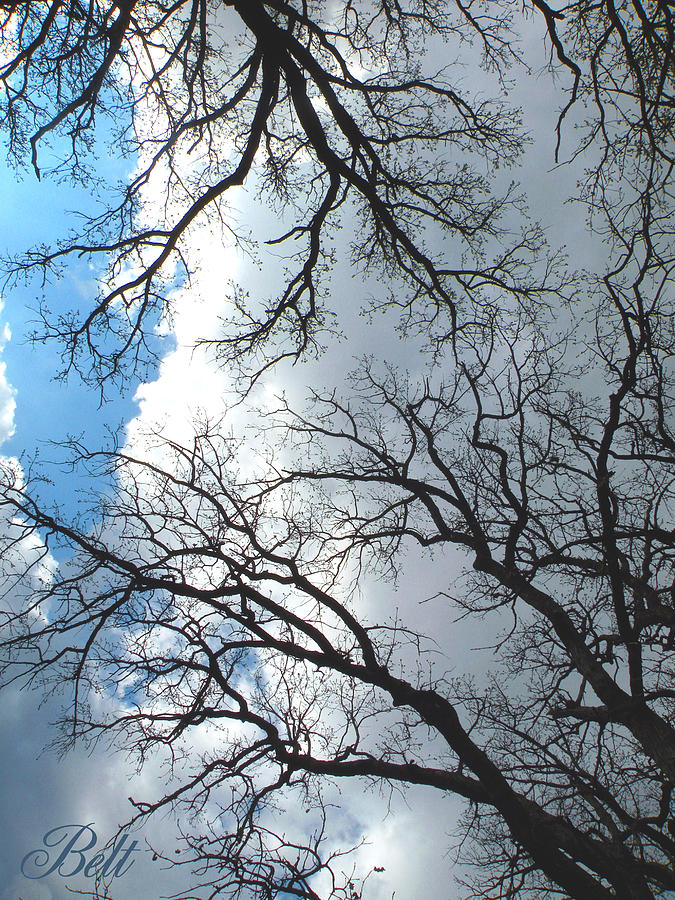 Trees of Wildwood Photograph by Christine Belt - Fine Art America