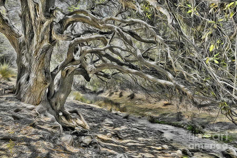 Trees of Ziarat Digital Art by Syed Muhammad Munir ul Haq