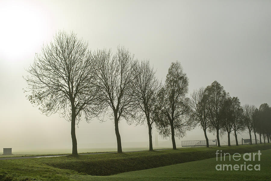 Trees on a grassy dike with fog Photograph by Patricia Hofmeester