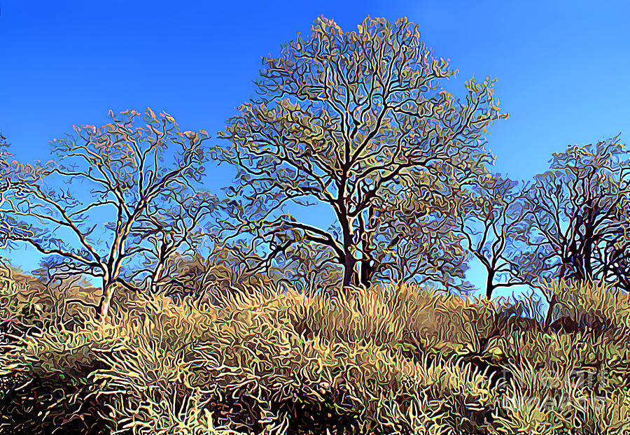 Trees on a Hill Photograph by Wernher Krutein