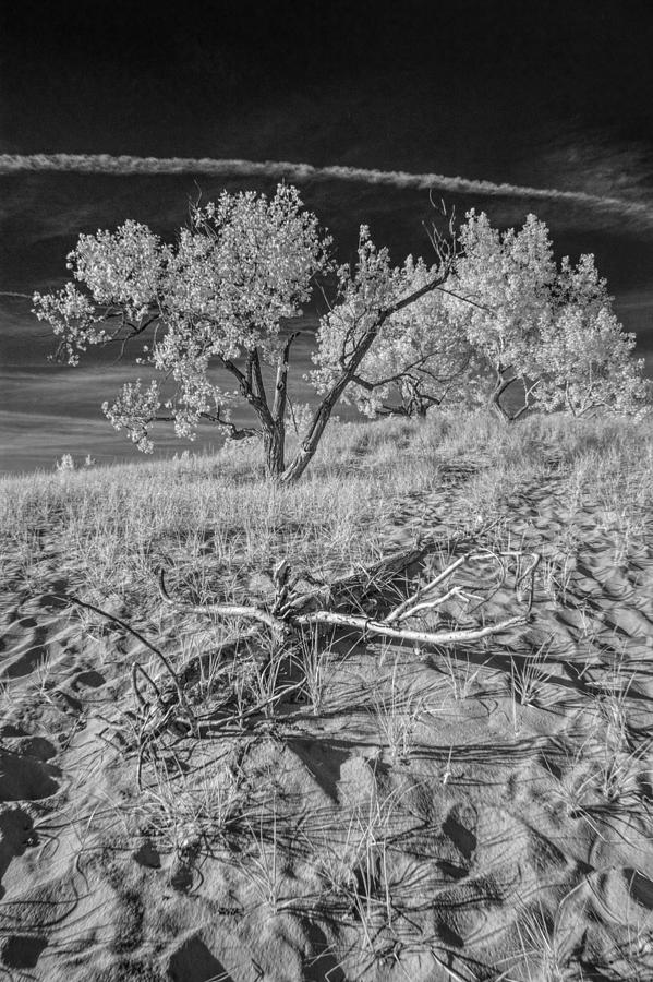 Trees on a Sand Dune in Infrared Photograph by Randall Nyhof