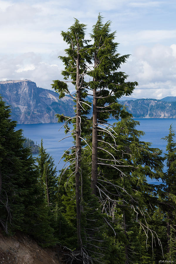 Trees on Crater Lake Oregon State USA Photograph by Alexander Fedin