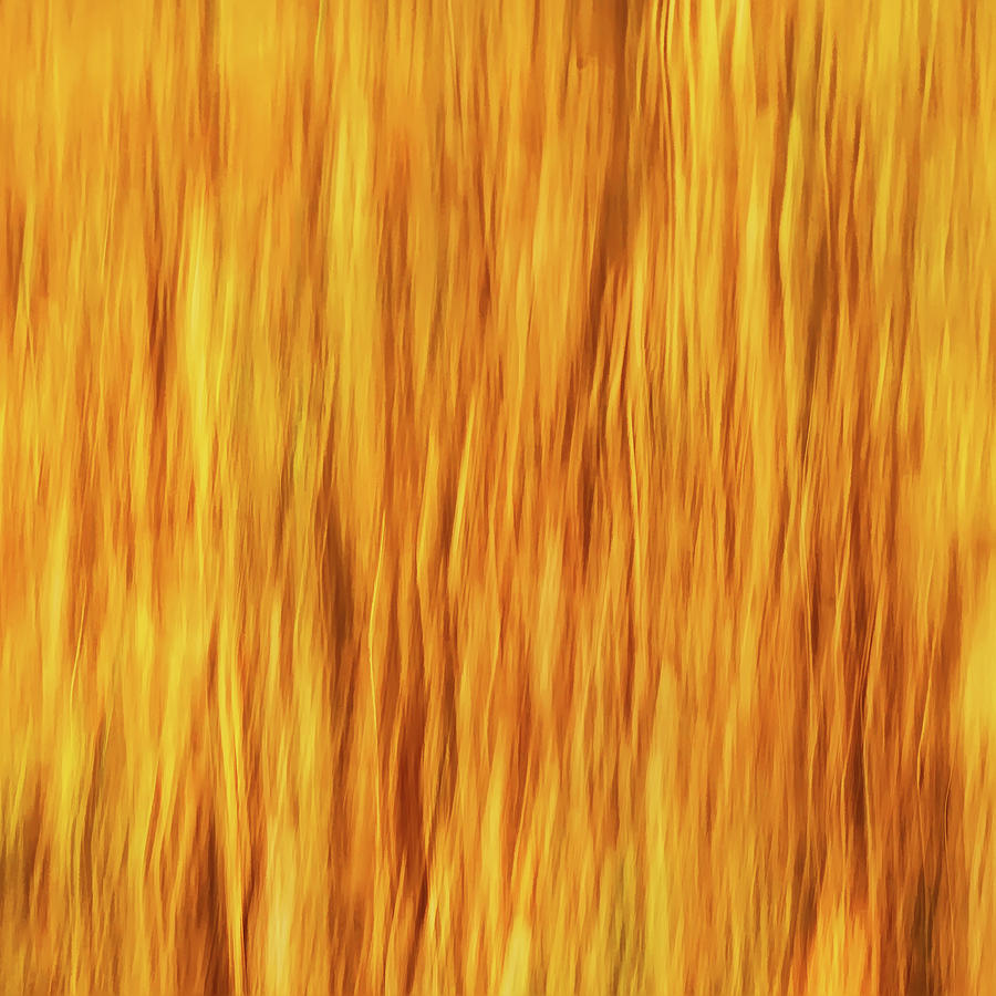 Trees On Fire Abstract Photograph