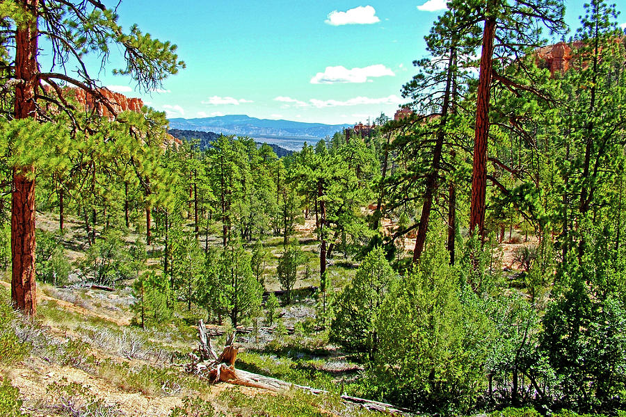 Trees on Floor of Bryce Canyon on Queens Garden Trail in Bryce Canyon National Park, Utah  Photograph by Ruth Hager