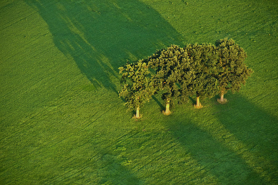 Trees on Green Photograph by Heiko Koehrer-Wagner