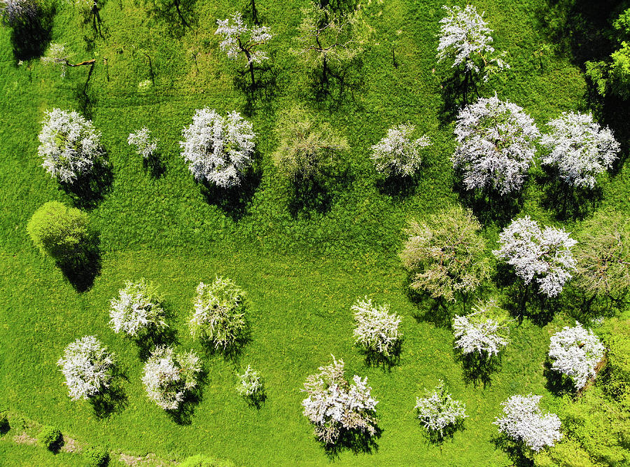 Trees on green spring meadow aerial view Photograph by Matthias Hauser