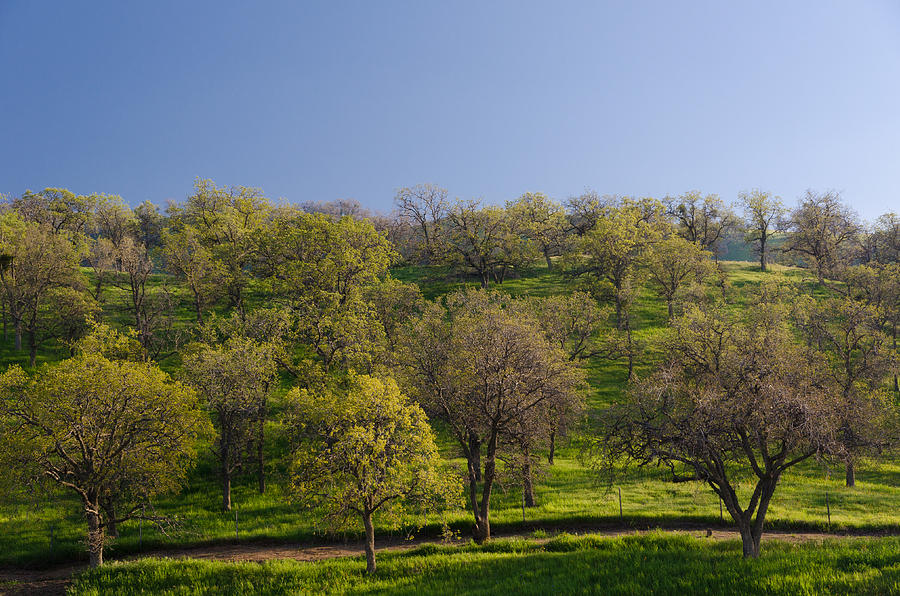 Trees on Hillside Photograph by Mike Evangelist