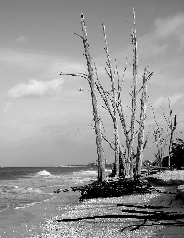 Trees on the Beach Black and White Photograph by Rosalie Scanlon