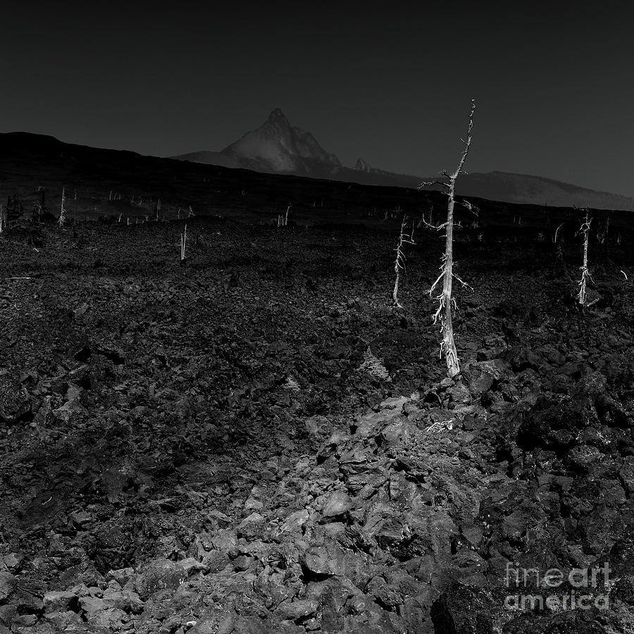 Trees On The Lava Field Photograph