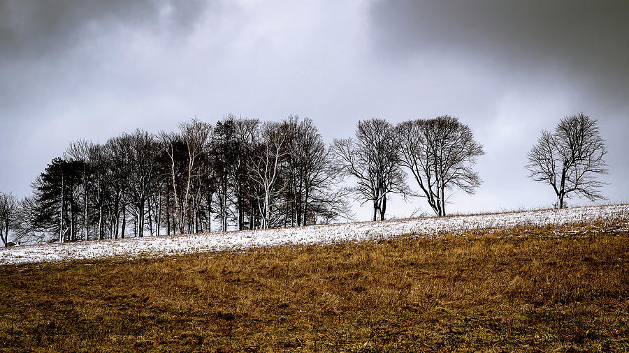 Trees on the March Photograph by Todd Higgins - Pixels