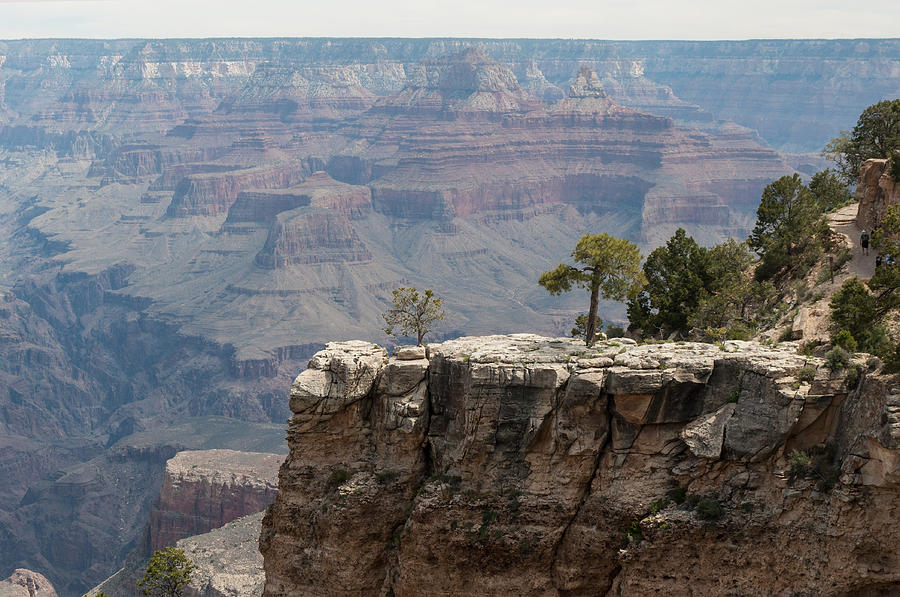 Trees On The Rim Grand Canyon Photograph