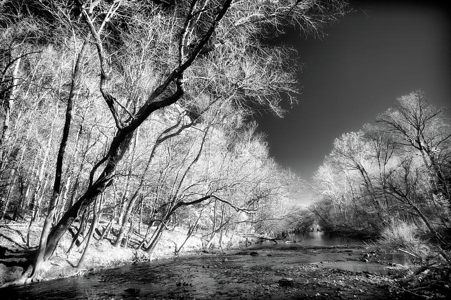 Trees on the River Bank BW Photograph by Dan Carmichael