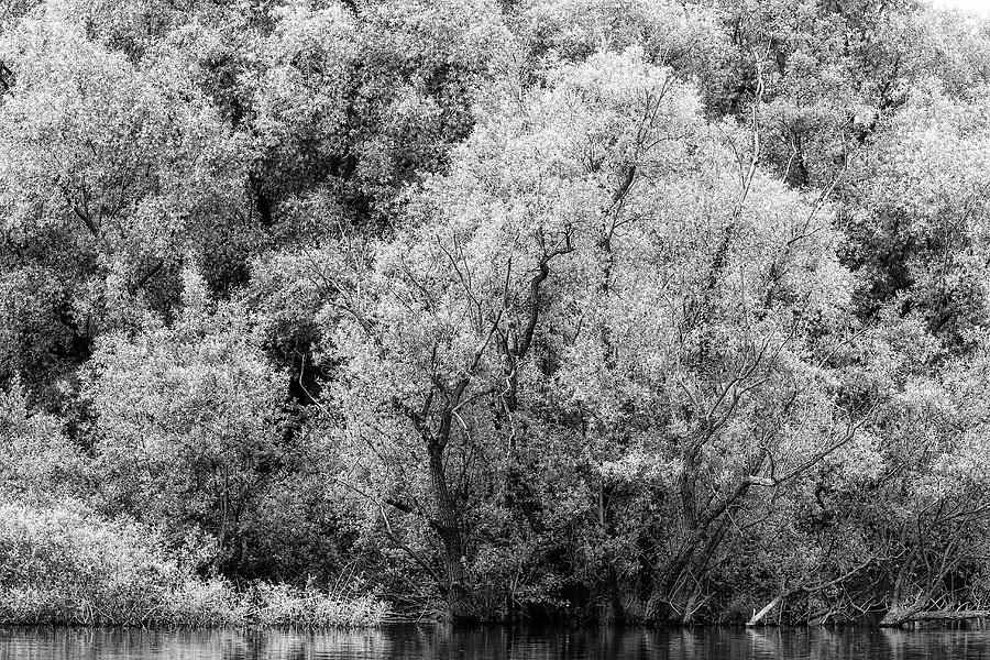 Trees on the river Photograph by Roberto Pagani