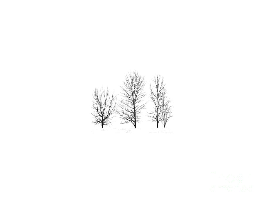 Trees on White Photograph by Mim White