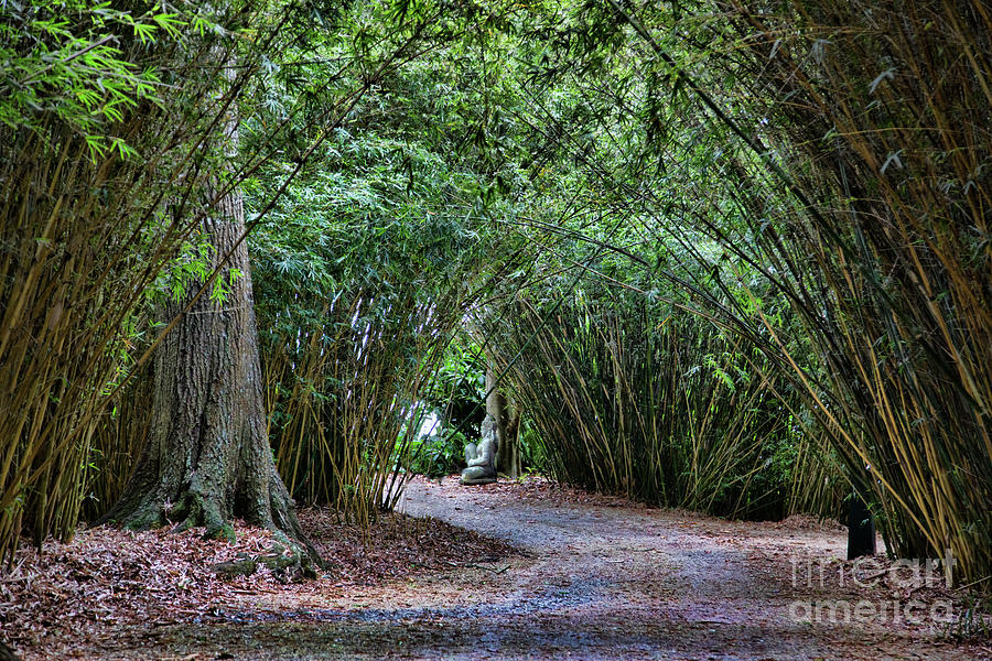 Trees Over Path Buddha Louisiana  Photograph by Chuck Kuhn