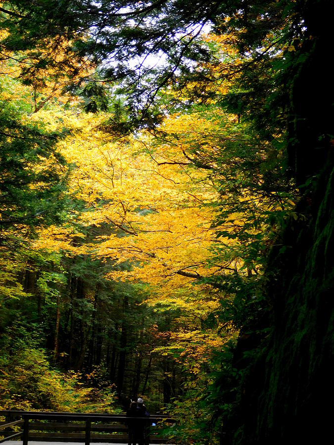 Trees over the Flumes Gorge Photograph by Catherine Gagne