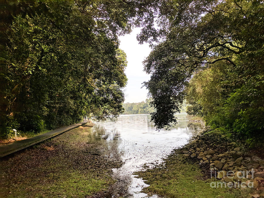 Landscape Photograph - Trees Overhanging MacRitchie Reservoir in Singapore by Nicholas Braman Landscape Photograph - Trees Overhanging MacRitchie Reservoir in Singapore by Nicholas Braman