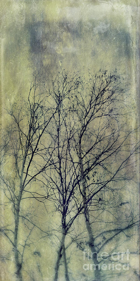 Trees Photograph by Priska Wettstein