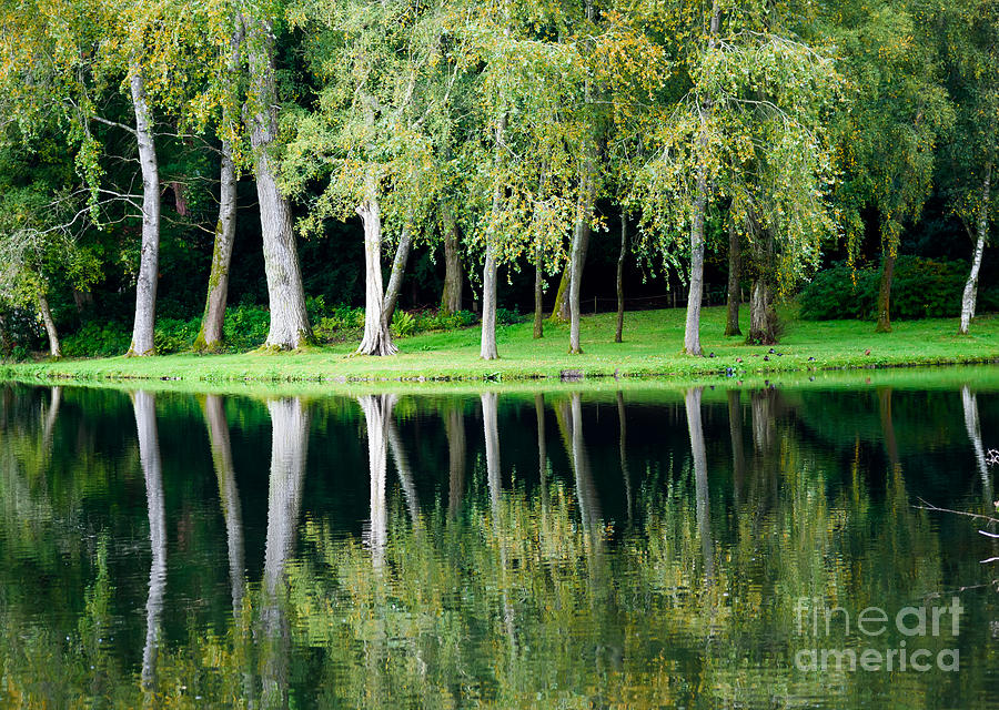 Trees reflected in water Photograph by Colin Rayner