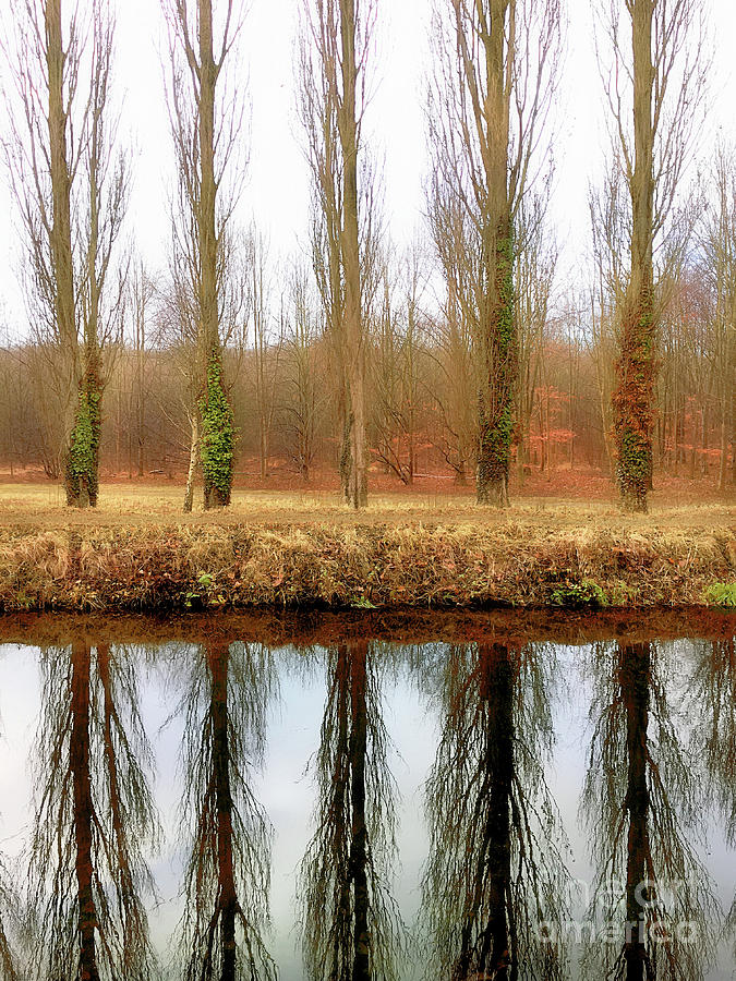 Trees reflected in water Photograph by Tom Gowanlock