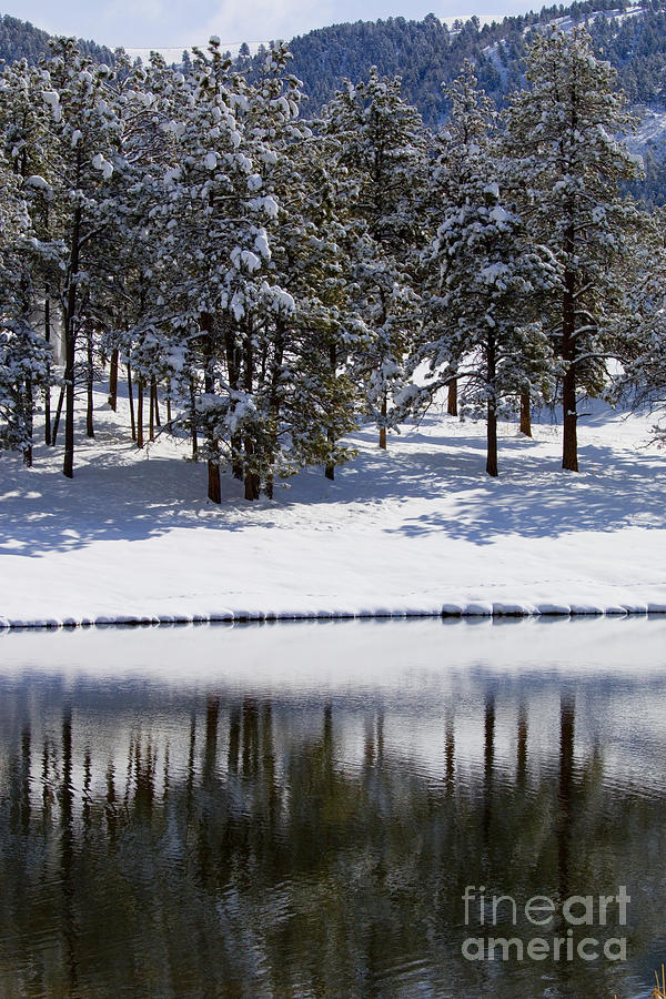 Trees Reflecting in Duck Pond in Colorado Snow Photograph by Steven Krull