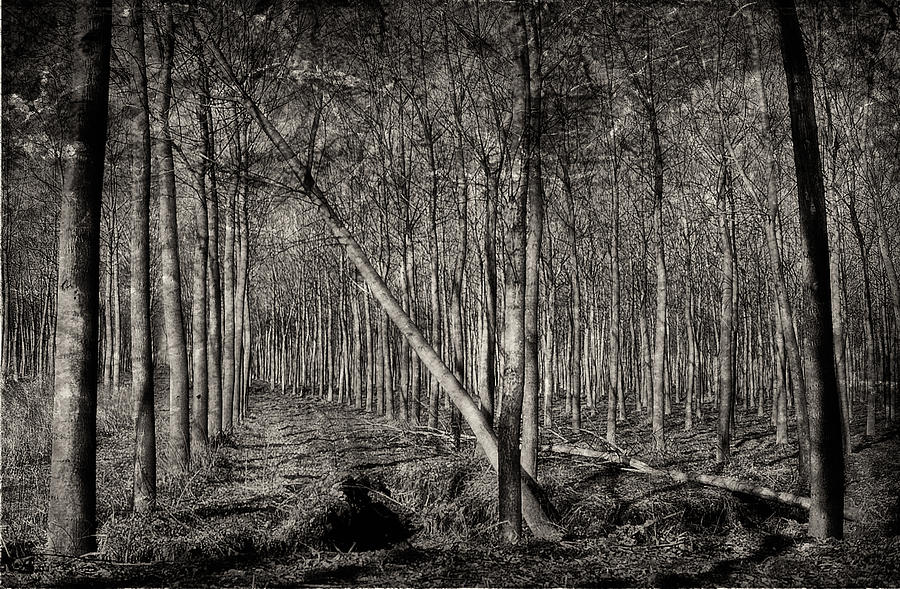 Trees Photograph by Roberto Pagani