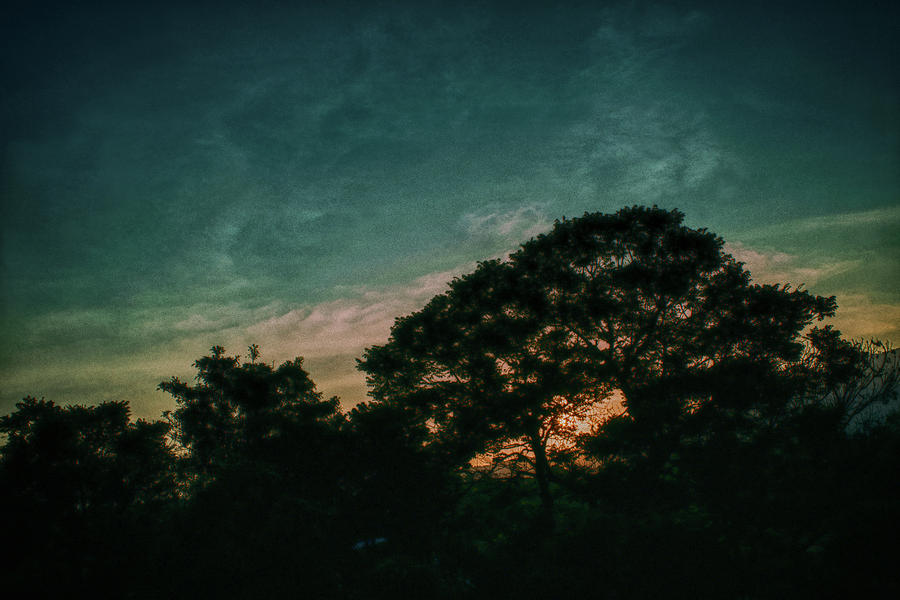 Sunset Photograph - Trees - San Salvador IV by Totto Ponce