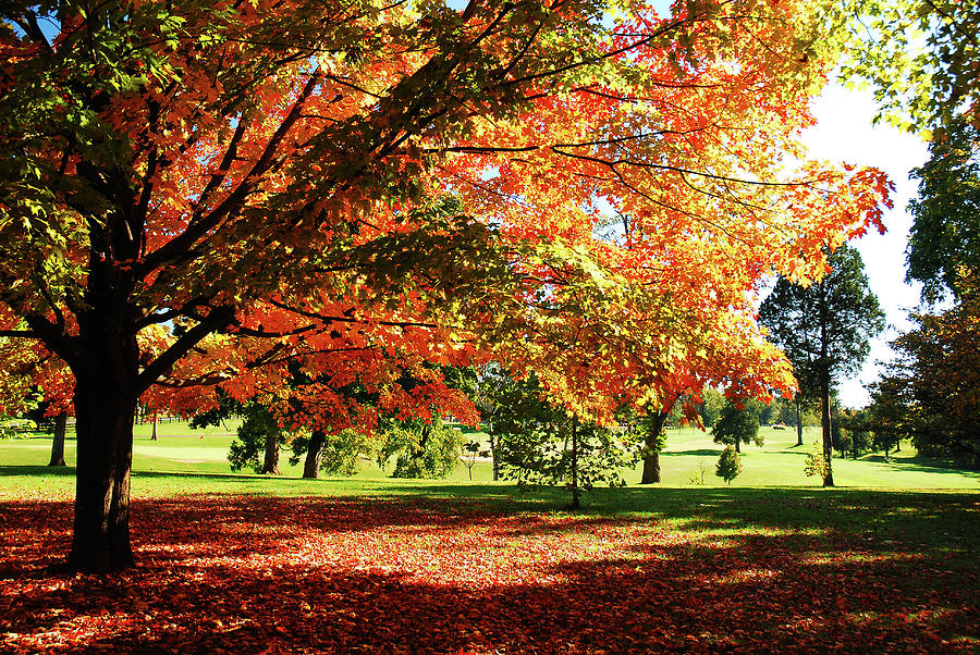 Trees shows a Brilliant Autumn Hue Photograph by James Kirkikis