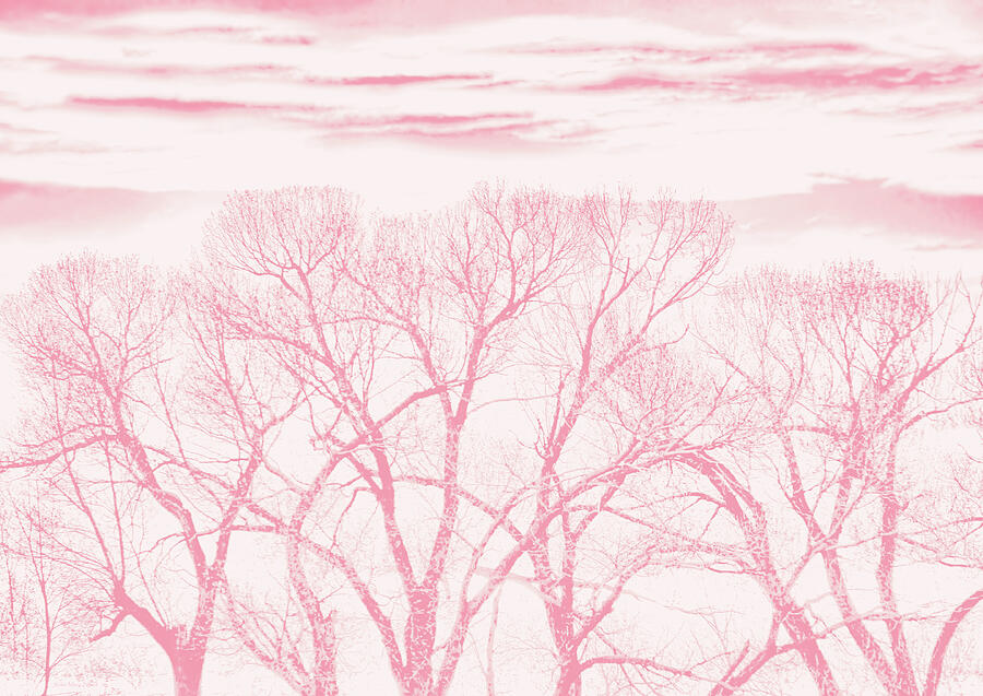 Trees Silhouette Pink Photograph by Jennie Marie Schell