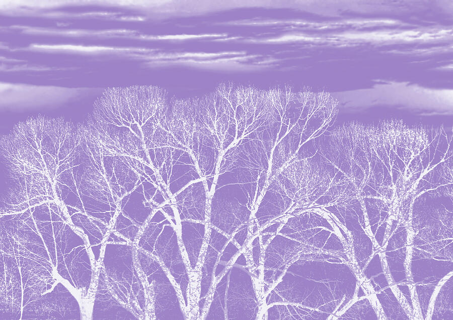 Trees Silhouette Purple Photograph by Jennie Marie Schell
