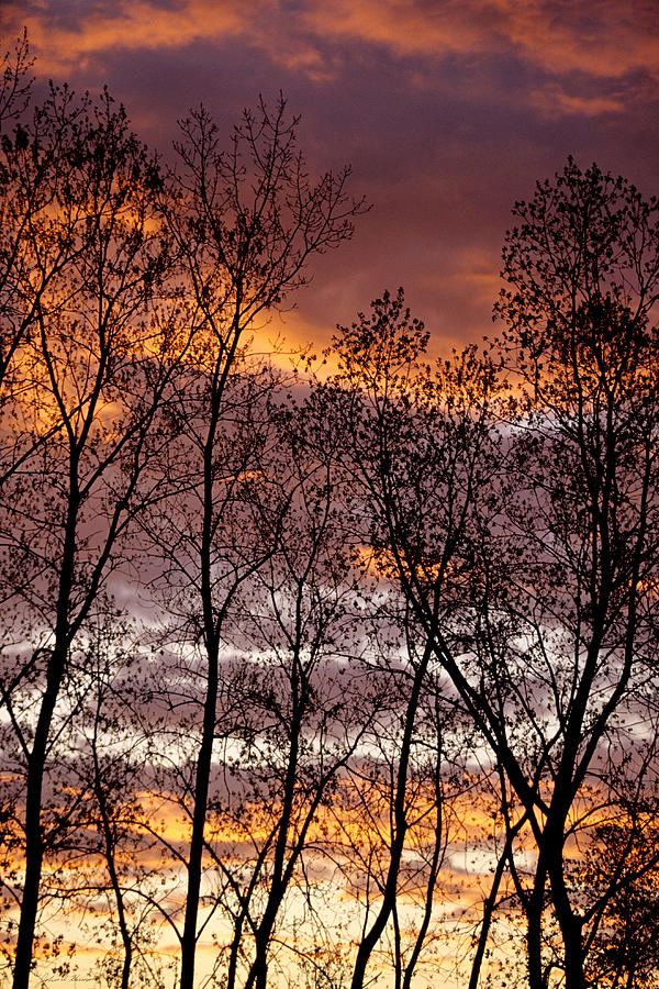 Trees silhouetted by the setting sun Photograph by John Harmon