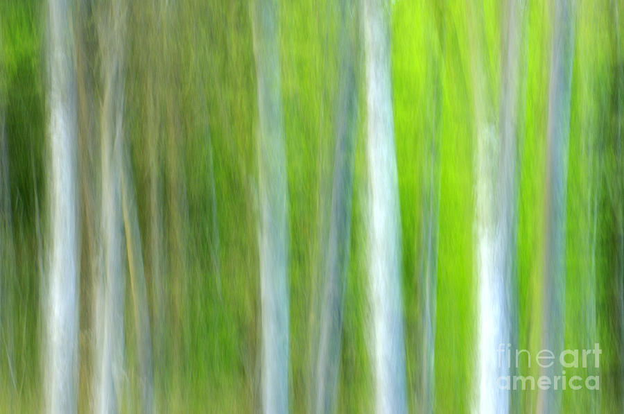 Tree Photograph - Trees by Silke Magino