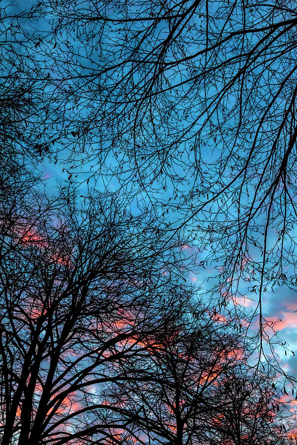 Trees Sky and Clouds at Sunset Photograph by Robert Ullmann
