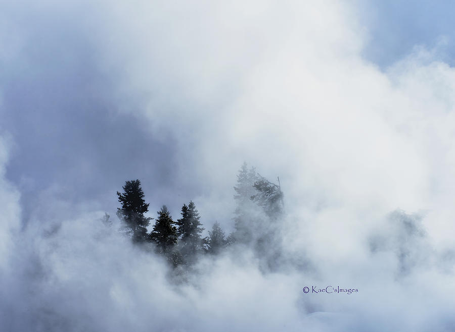Trees through Firehole River Mist Photograph by Kae Cheatham