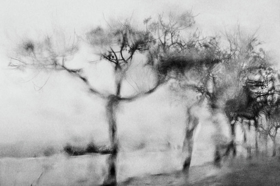 Trees Through the Window Digital Art by Celso Bressan