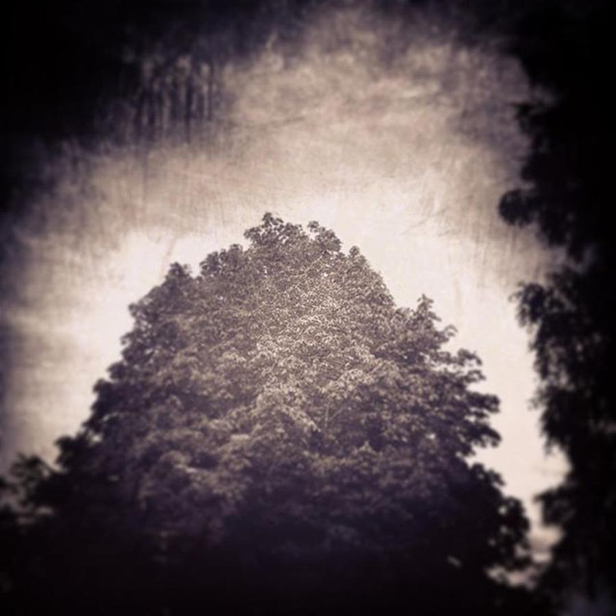 Vintage Photograph - #trees #treeoflife #jj_sombre by Sharon Hunter-Scott