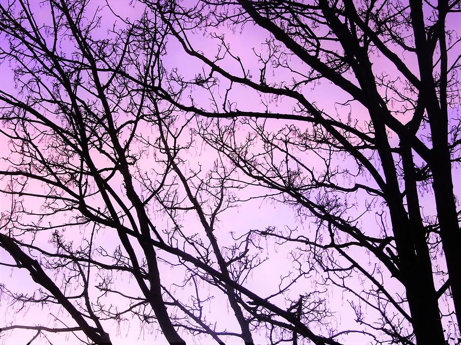 Trees under purple sky Photograph by Amy Revell - Fine Art America