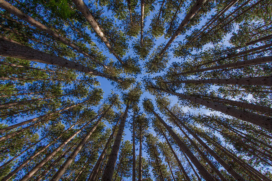 Trees Up Photograph by Daniel Dangler - Fine Art America