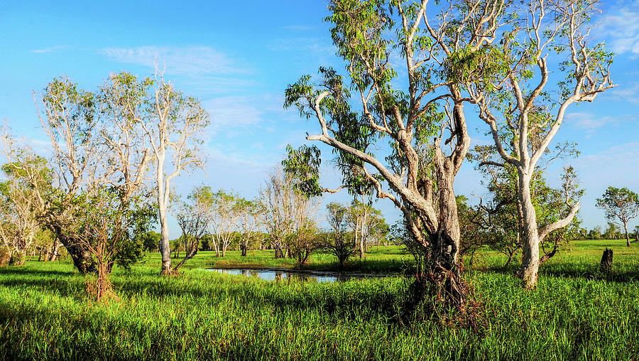 Trees - Yellow Water, Kakadu N P Photograph by Lexa Harpell