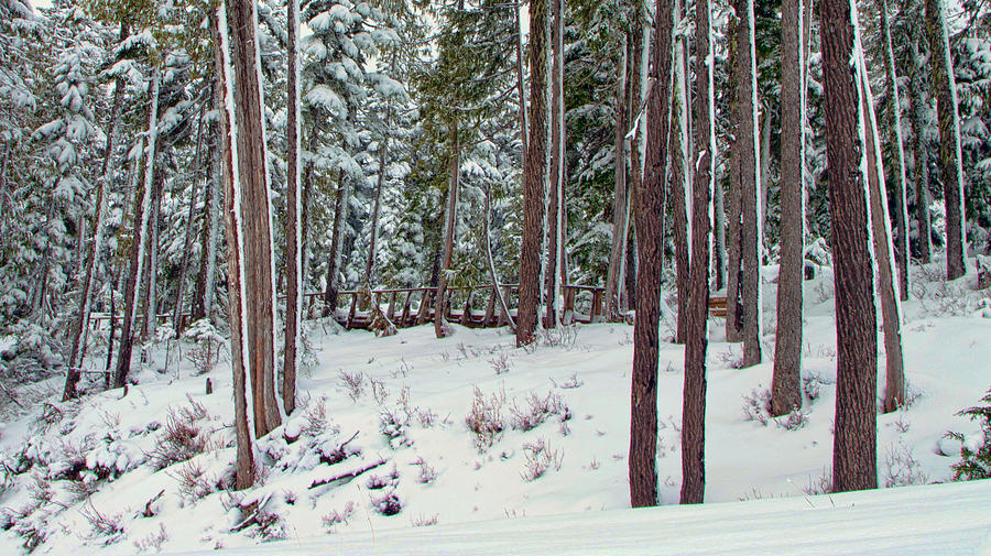 Winter Forest 2 Photograph by Marilyn Wilson