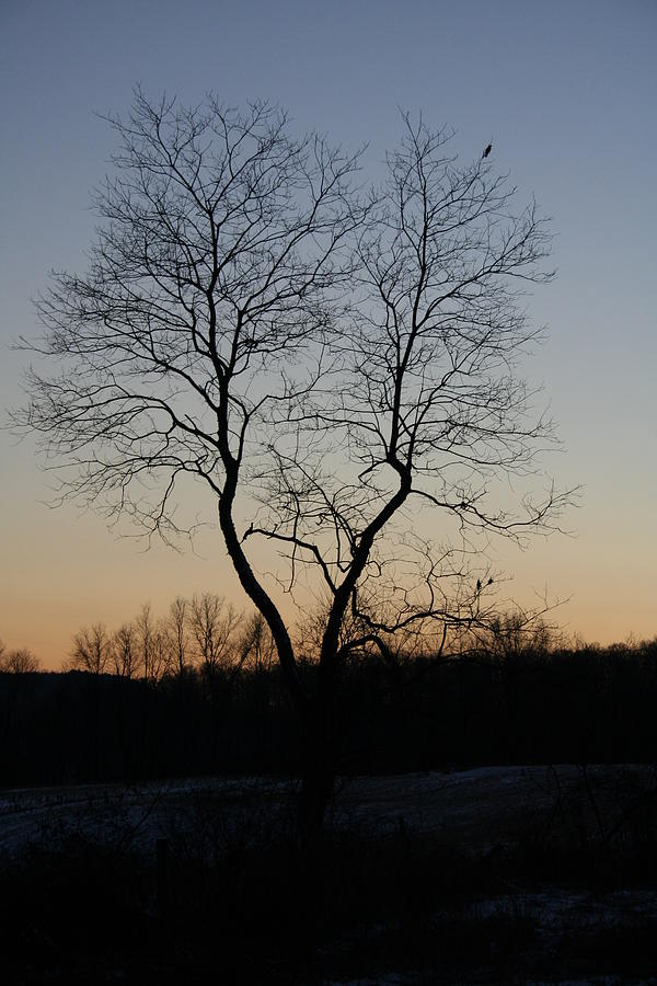 Treescape at Dusk Photograph by Aggy Duveen