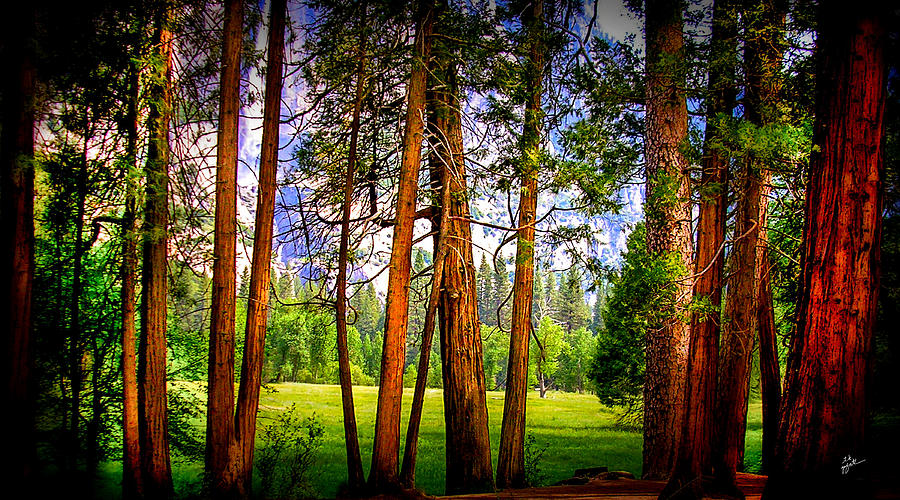 Treescape at Yosemite Valley Photograph by TK Goforth