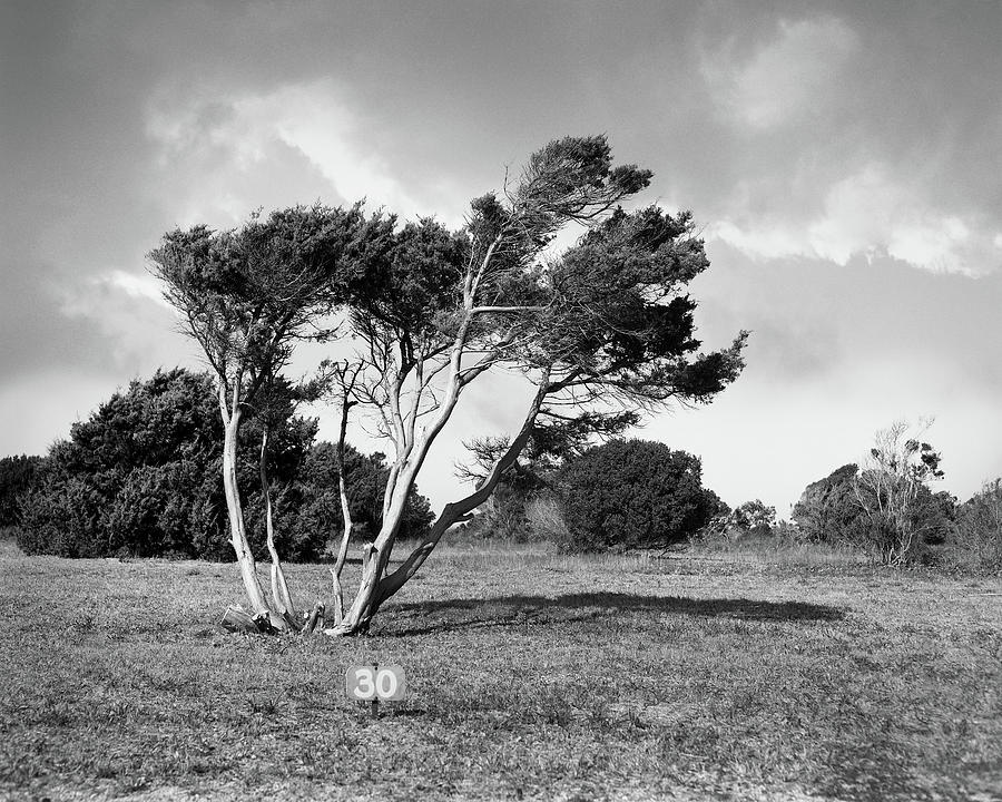 Tree shaped by the wind Photograph by James Phillips Fine Art America