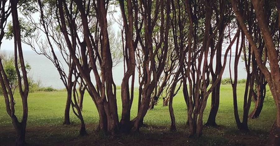 Santander Photograph - #treesilhouette #allgreen by Diana Hacman Garcia