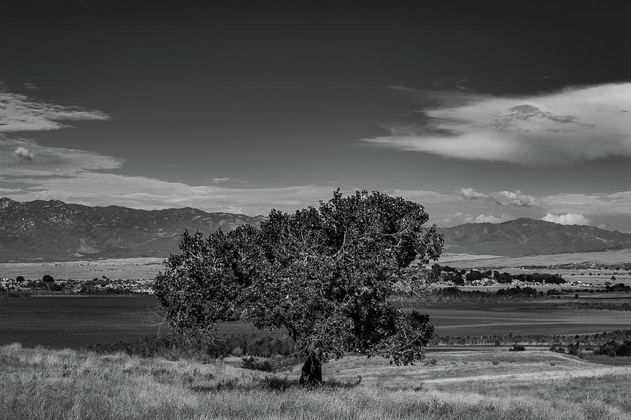 Treespotting Photograph by TM Schultze
