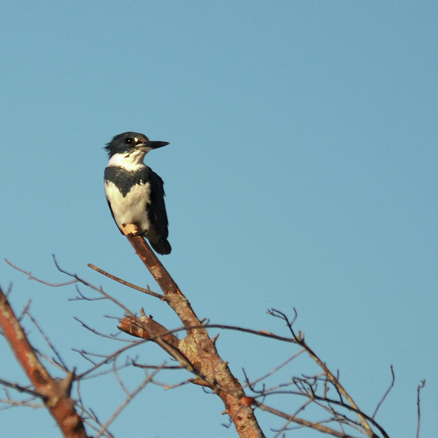 Treetop Belted Kingfisher Photograph by Carla Parris