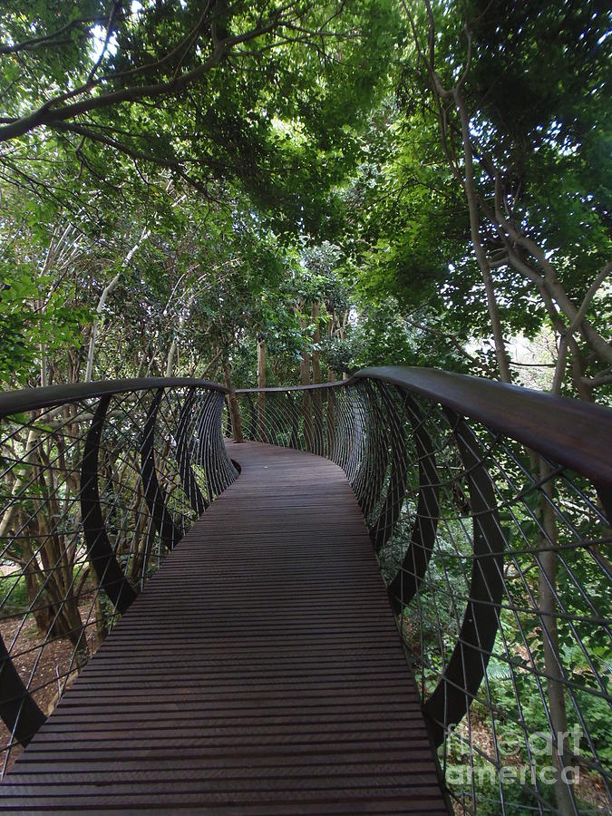 Treetop Canopy Walk Photograph by Bev Conover