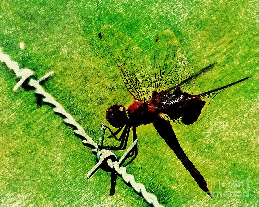 Dragonfly Photograph - Treetop Flier by John Eide