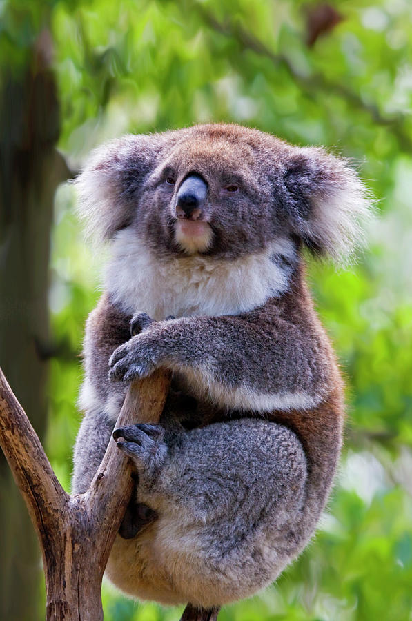 Wildlife Photograph - Treetop Koala by Michael Dawson