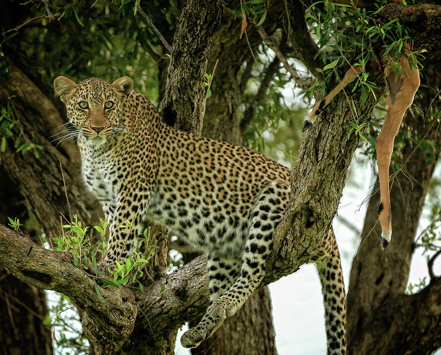 Treetop Leopard with Prey 1 Photograph by Steven Upton